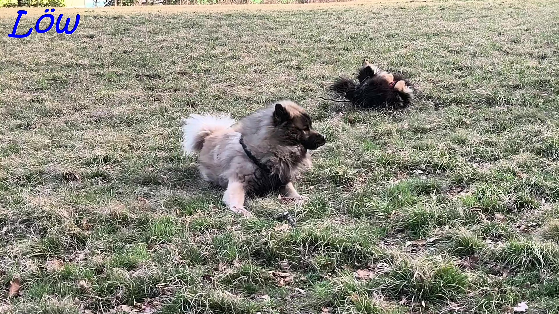 22.3.2025 - Dwix und Howard entspannen auf der Wiese